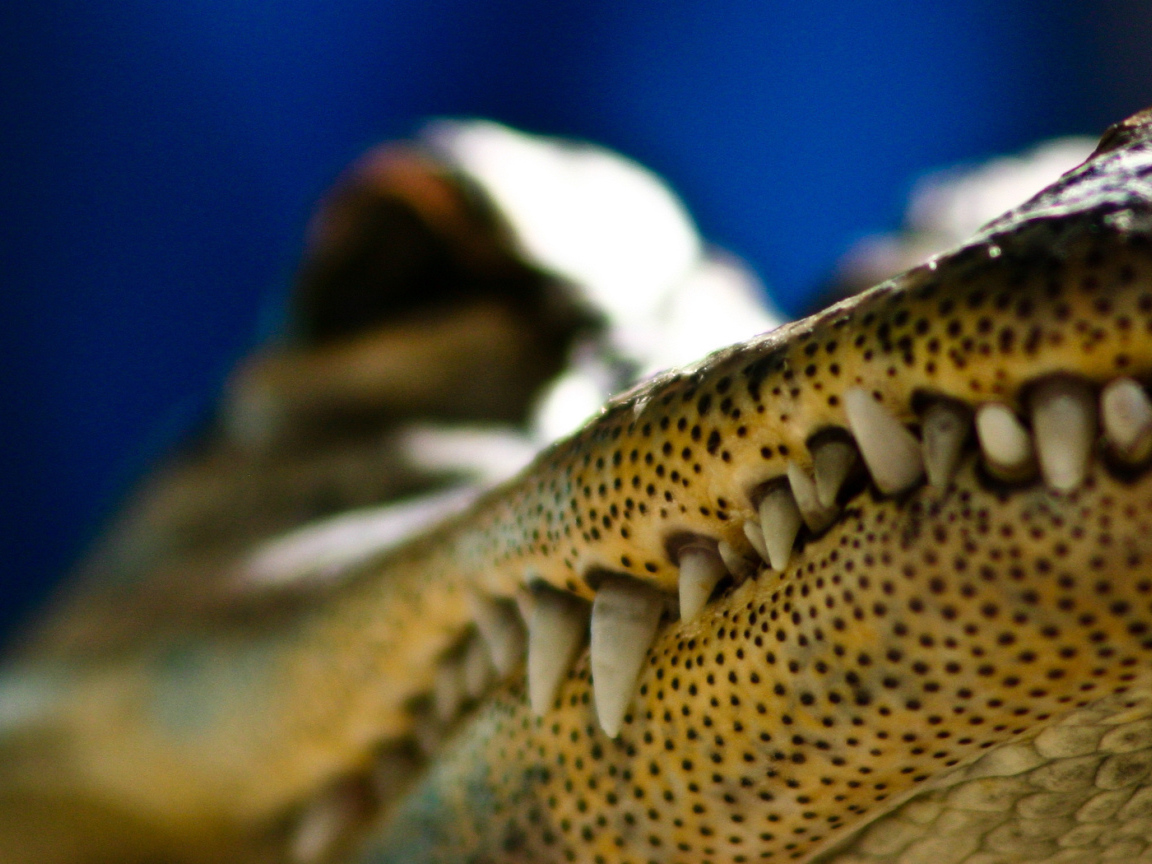 Зубы крокодила