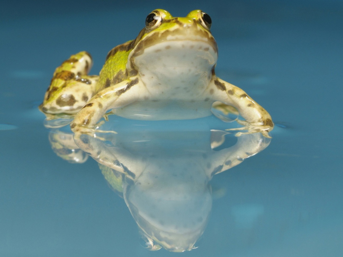 Желтая лягушка в воде