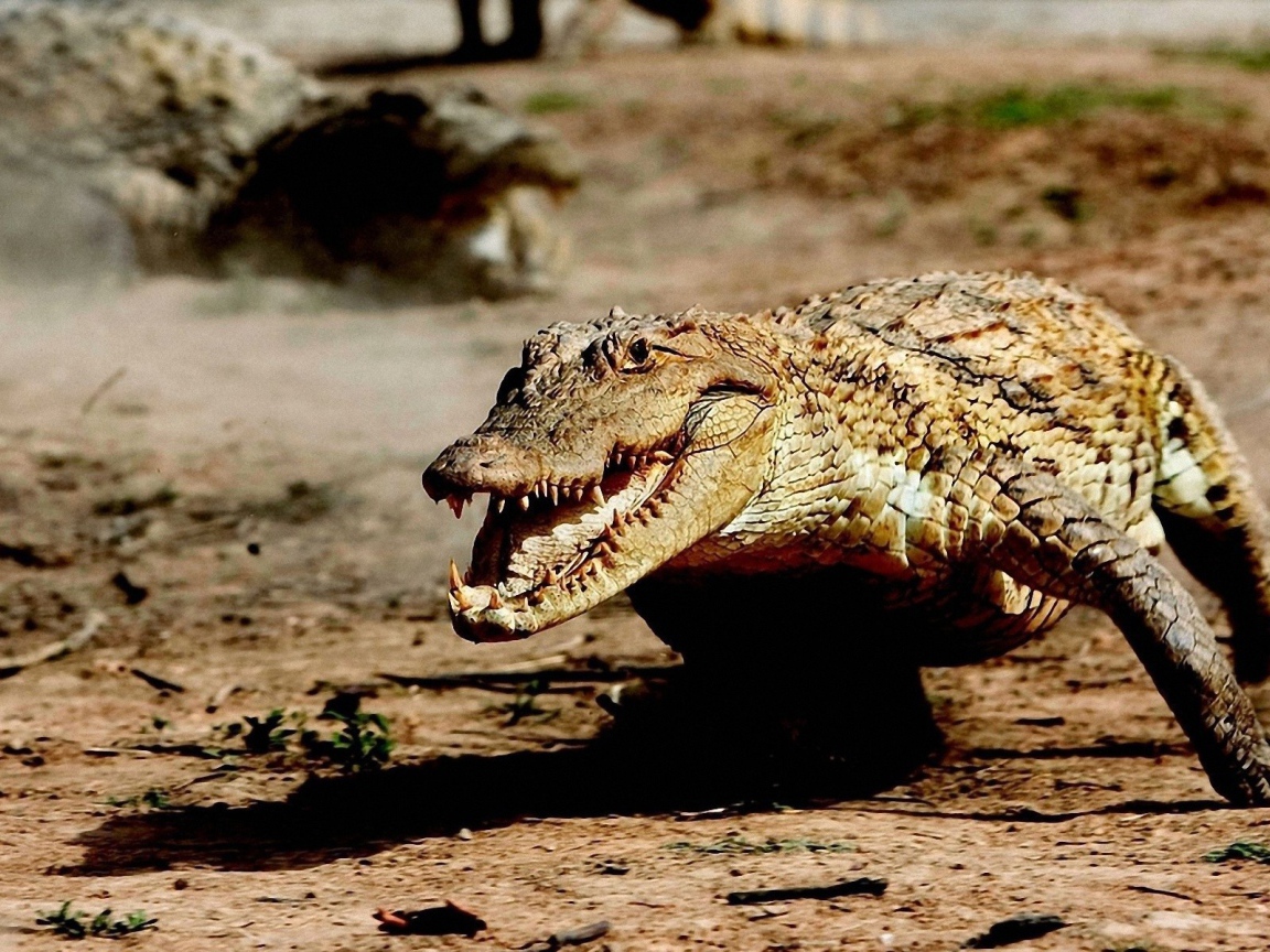 Крокодил бежит по земле