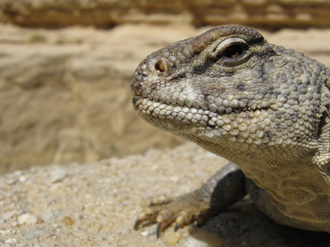 Взгляд ящерицы