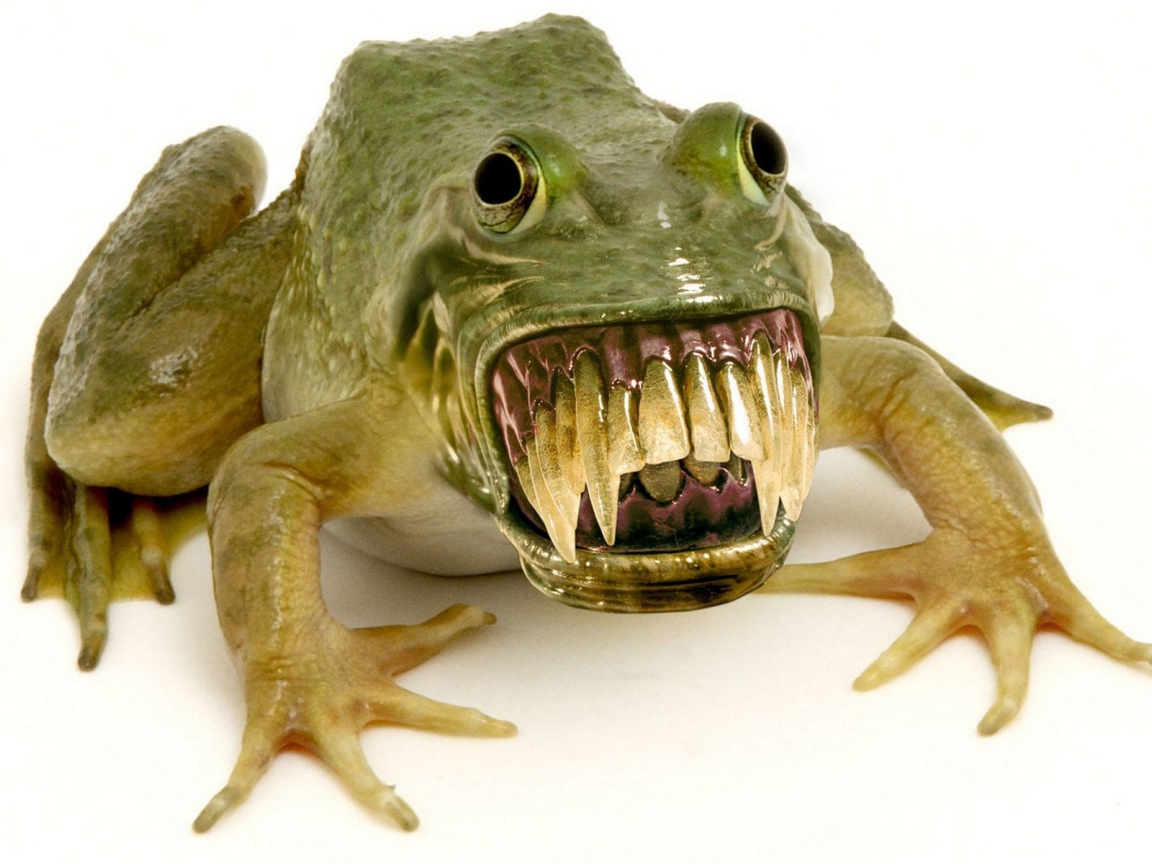 Зубастая лягушка