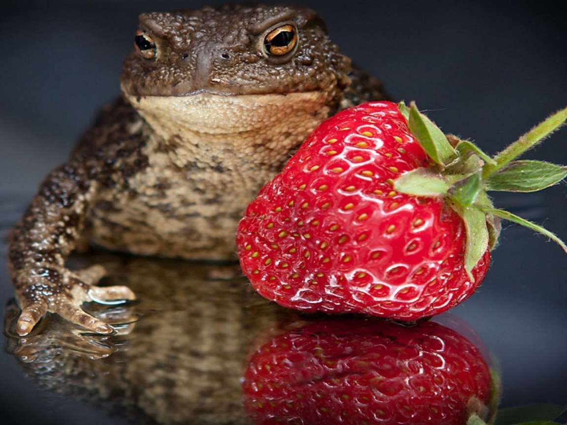 Лягушка с клубникой