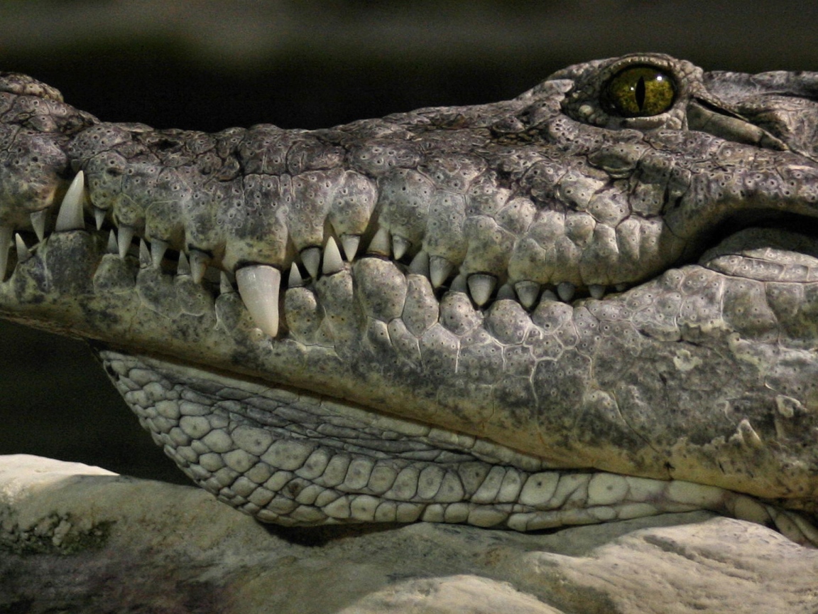 Голова крокодила
