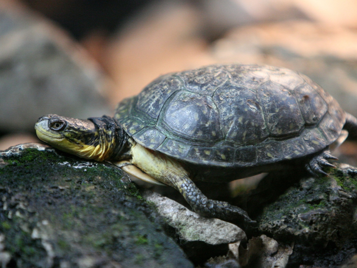 Черепаха на камнях