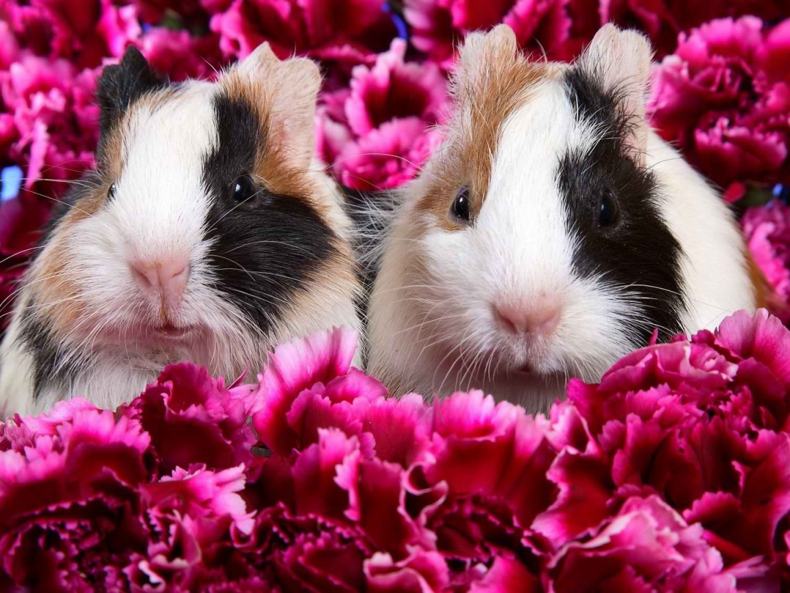 Морские свинки в цветах