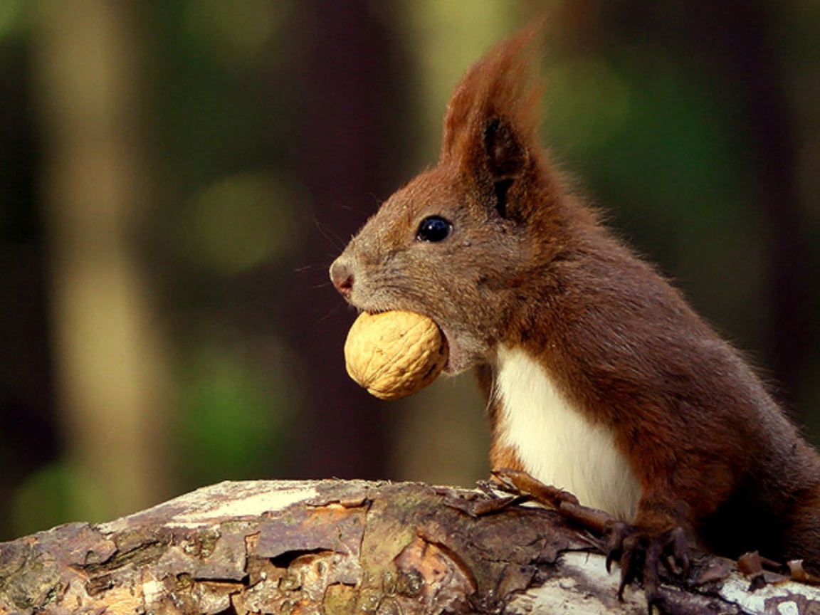 Белка с орехом в зубах