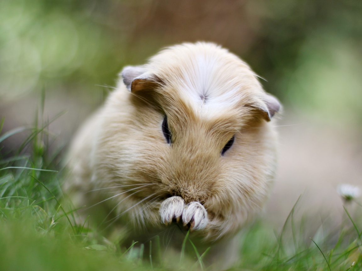 Морская свинка