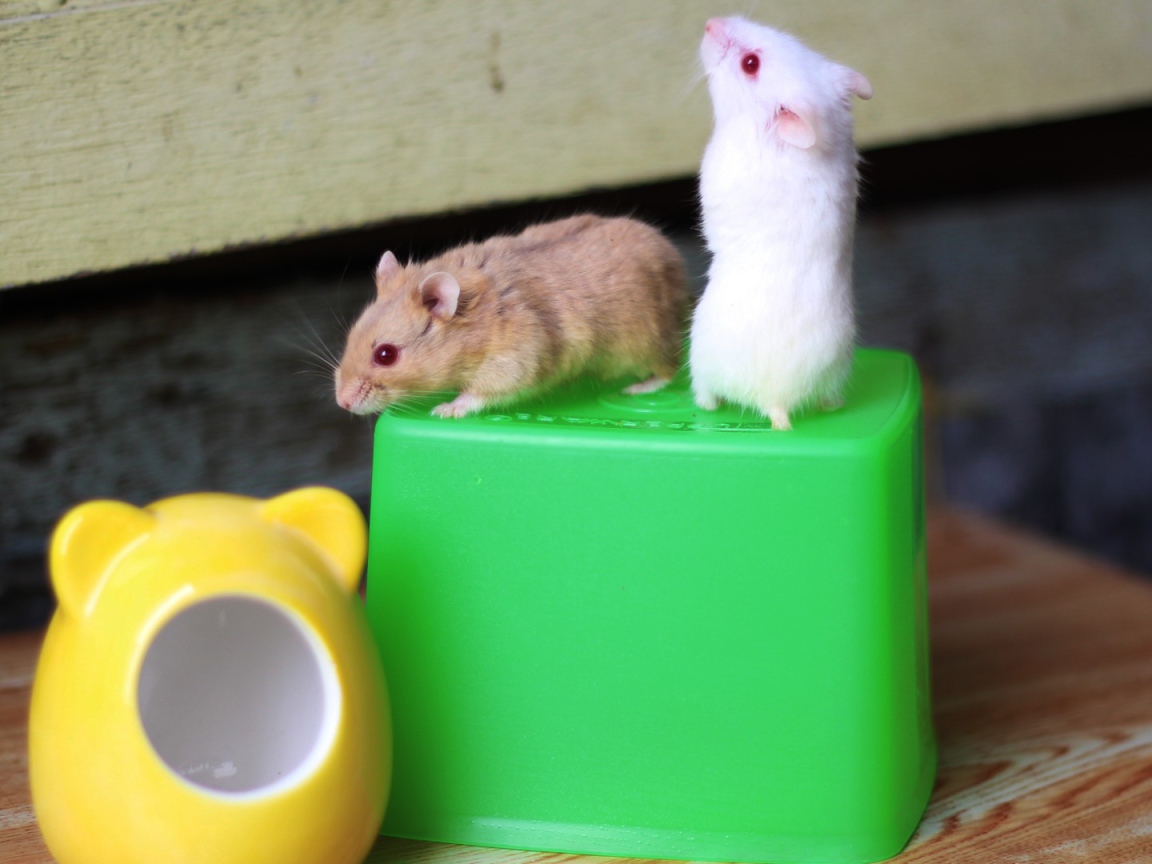 Мыши на свече