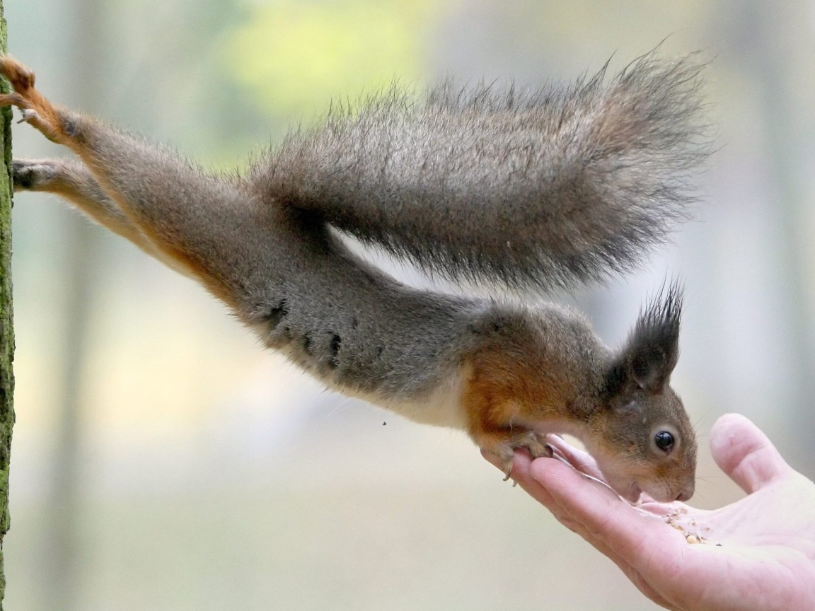 Белка ест с руки