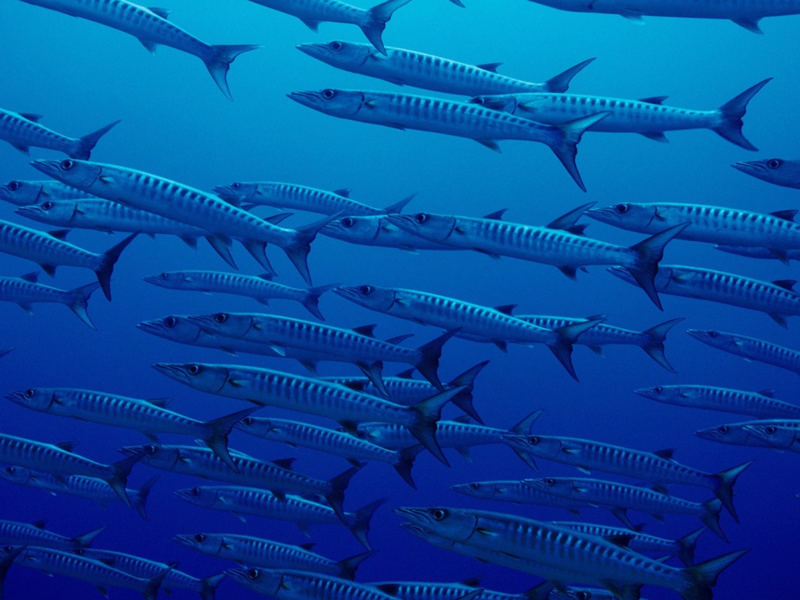 Стая рыб в глубине океана