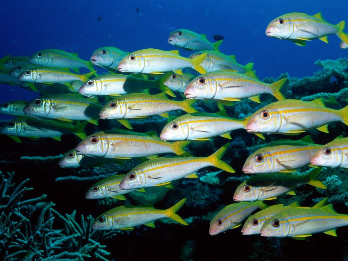 Стая морских рыб