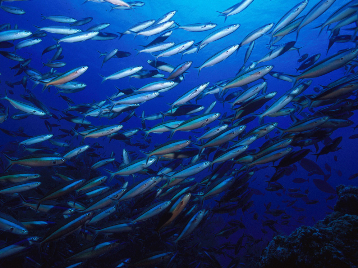 Стая серебристых рыб