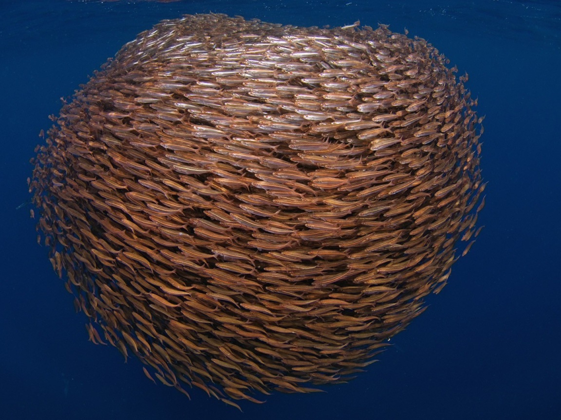 Большой косяк рыбы