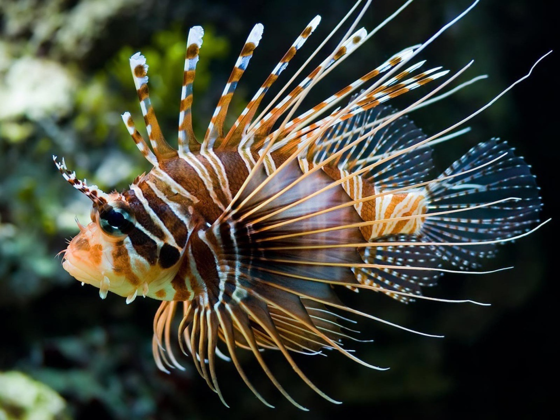 Светящеяся коралловая рыба