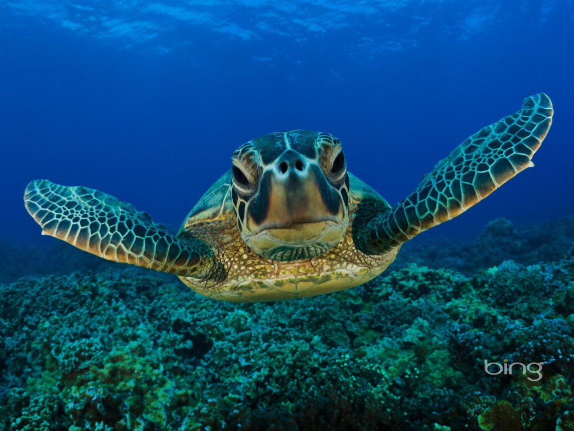 Портрет морской черепахи