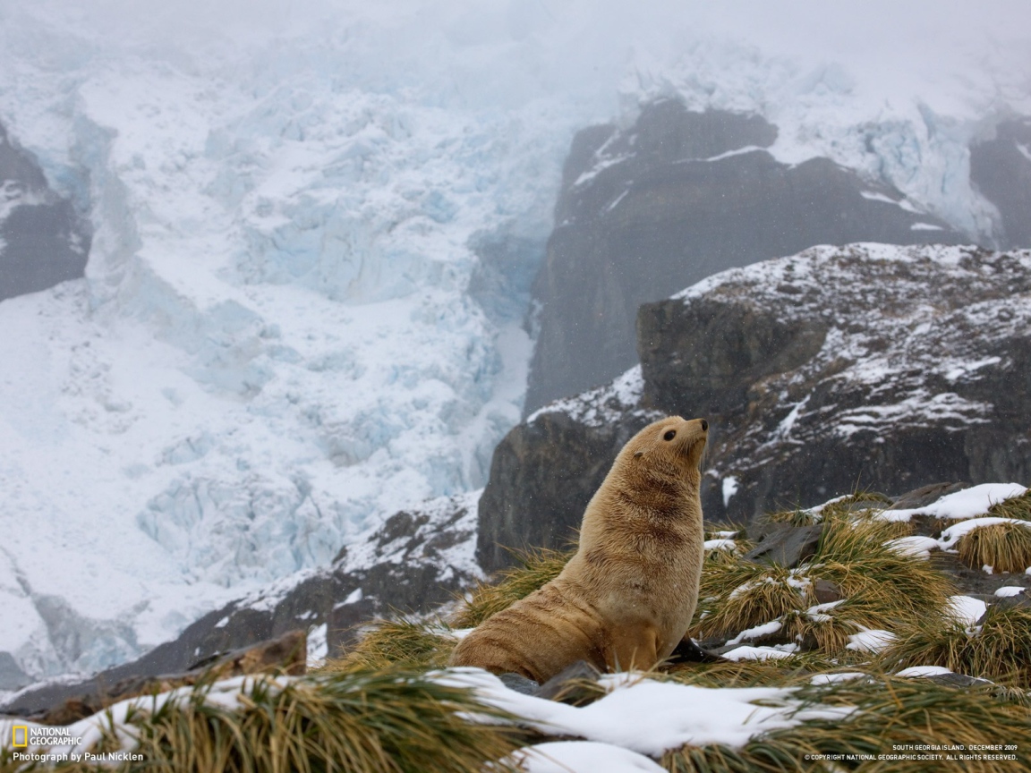Тюлень в горах