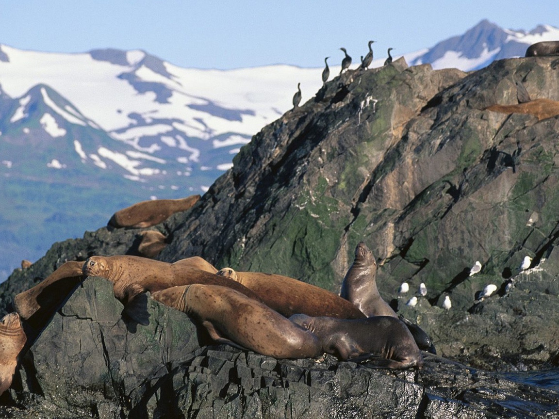 Морские львы на Аляске