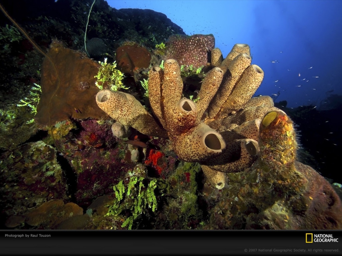 Жизнь на подводных камнях