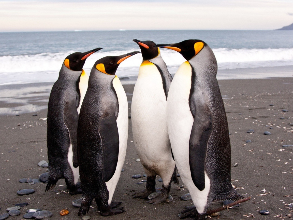 Пингвины ведут переговоры