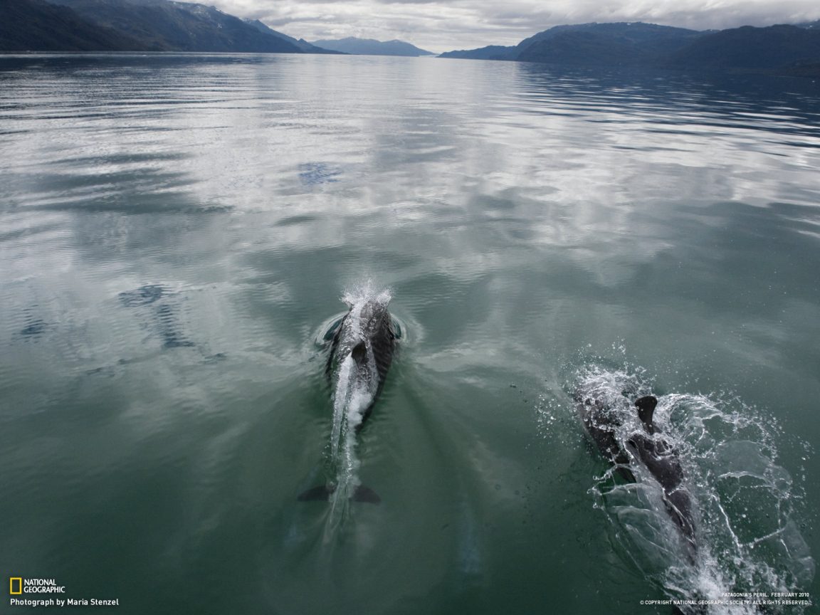 Дельфины плывут по морю