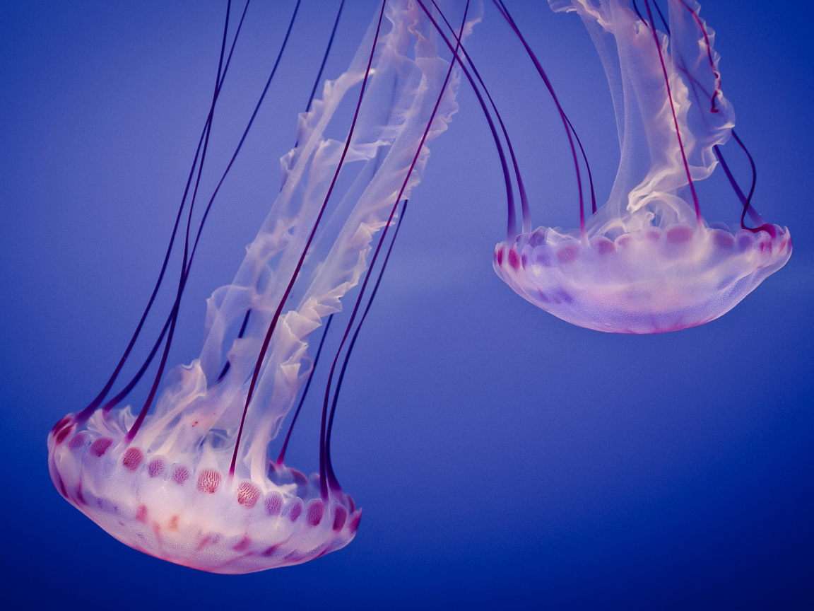 Медузы в океане