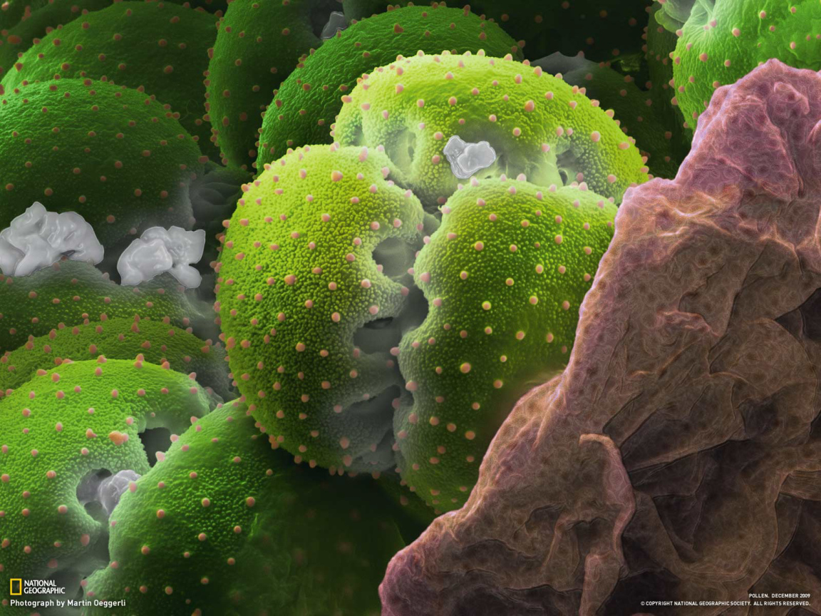 Природа подводного мира