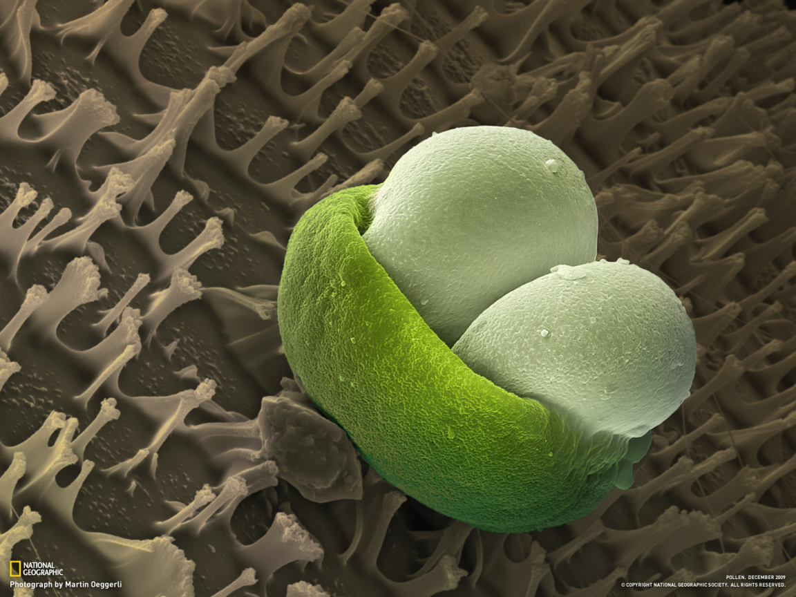 Подводная жизнь