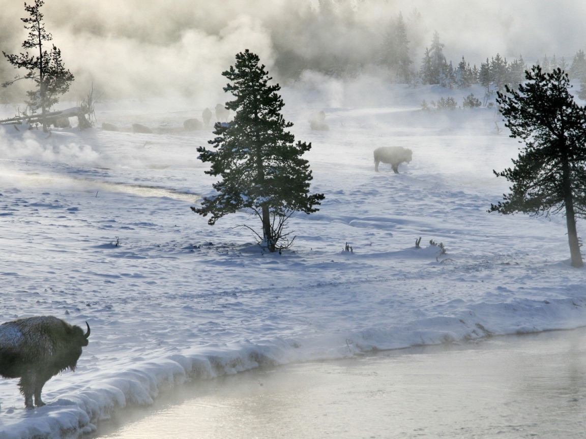 Бизоны пасутся на снегу