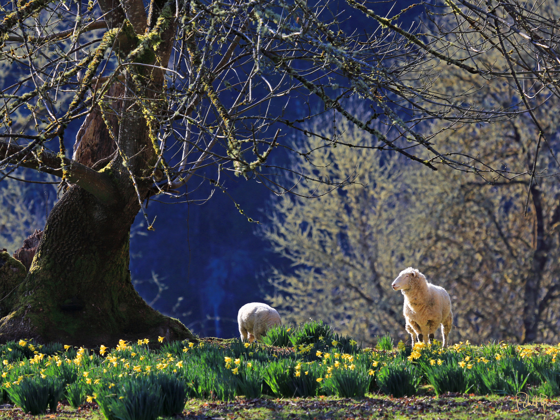Нарциссы и ягнята