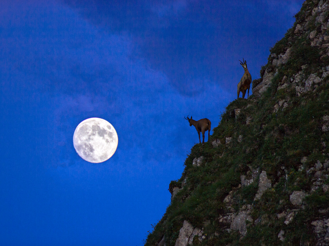 Горные козлы на фоне луны