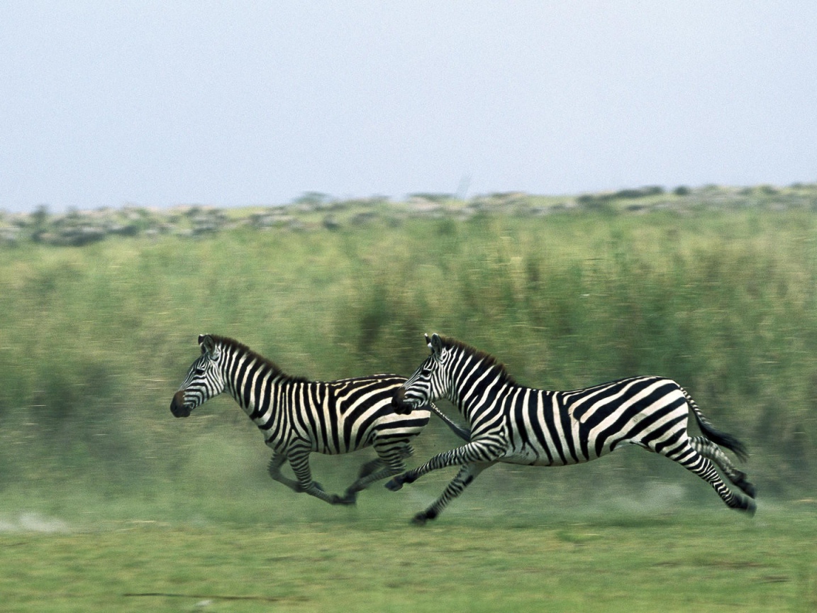 Зебры бегут