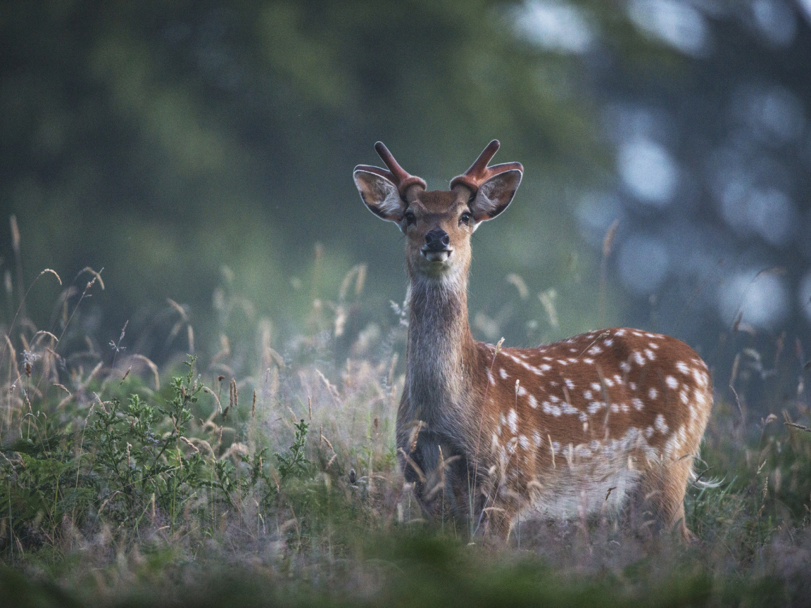 Пятнистый олень в траве