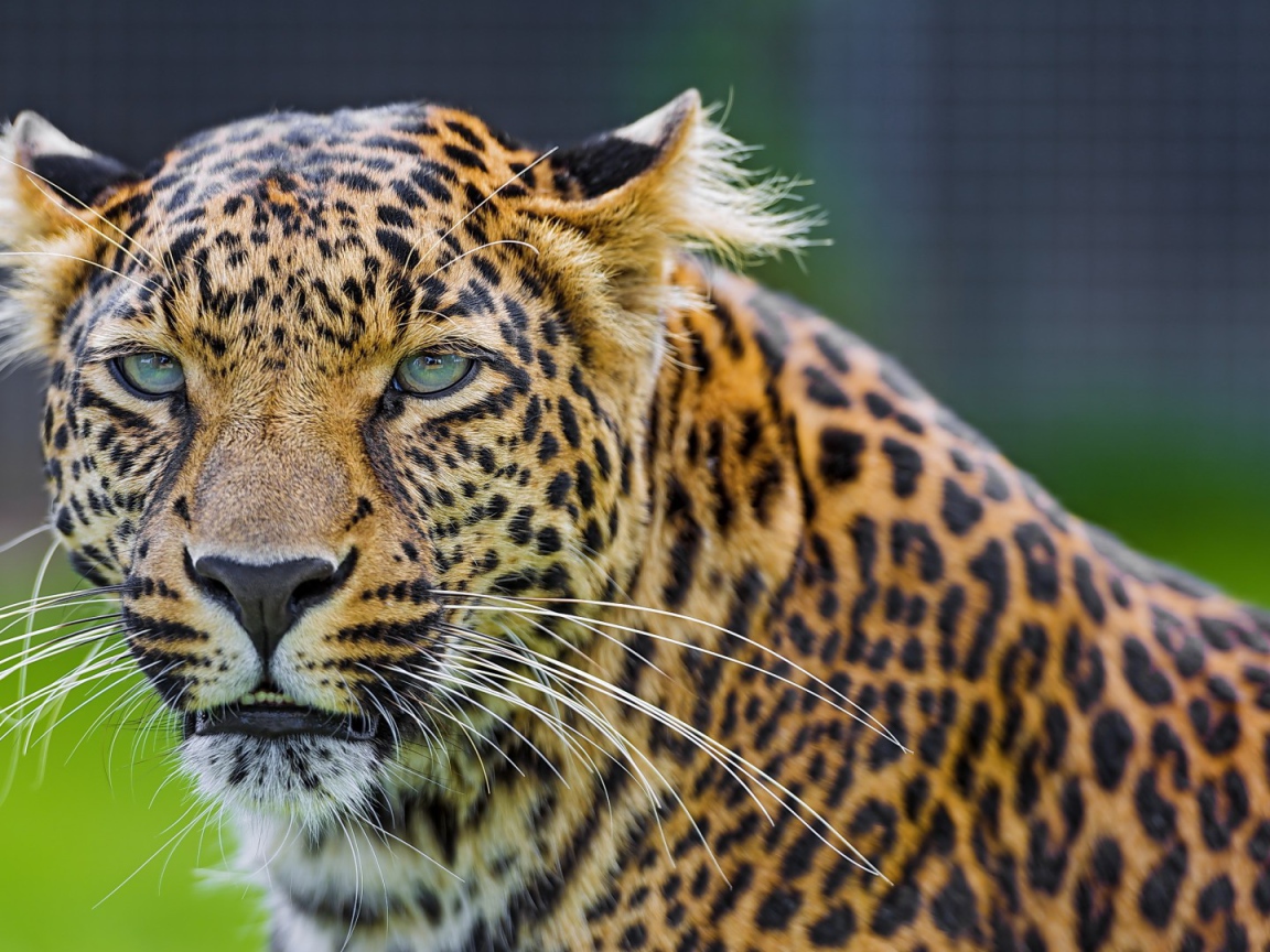 Восхитительный леопард