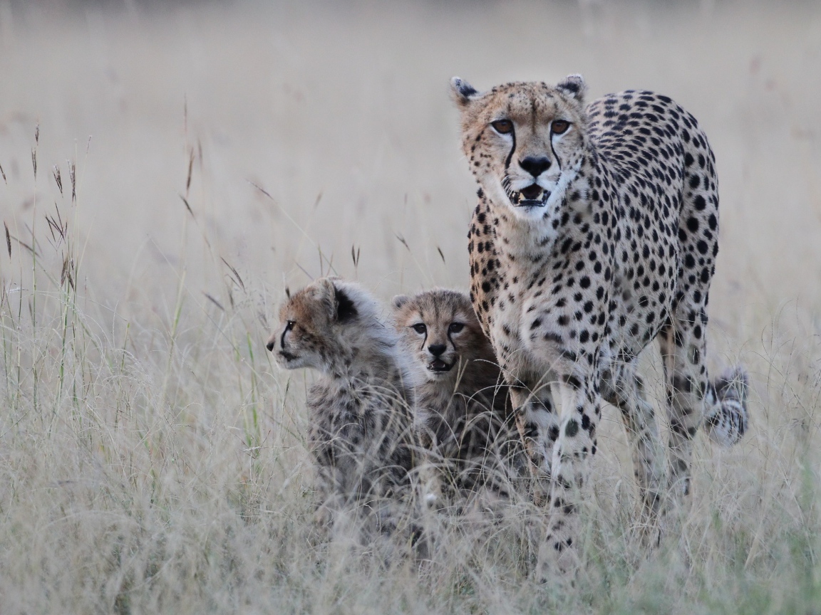 Гепард с котятами