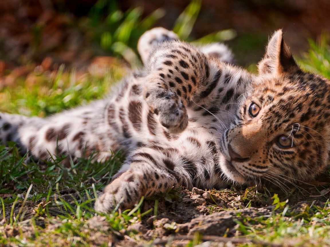 Детеныш ягуара