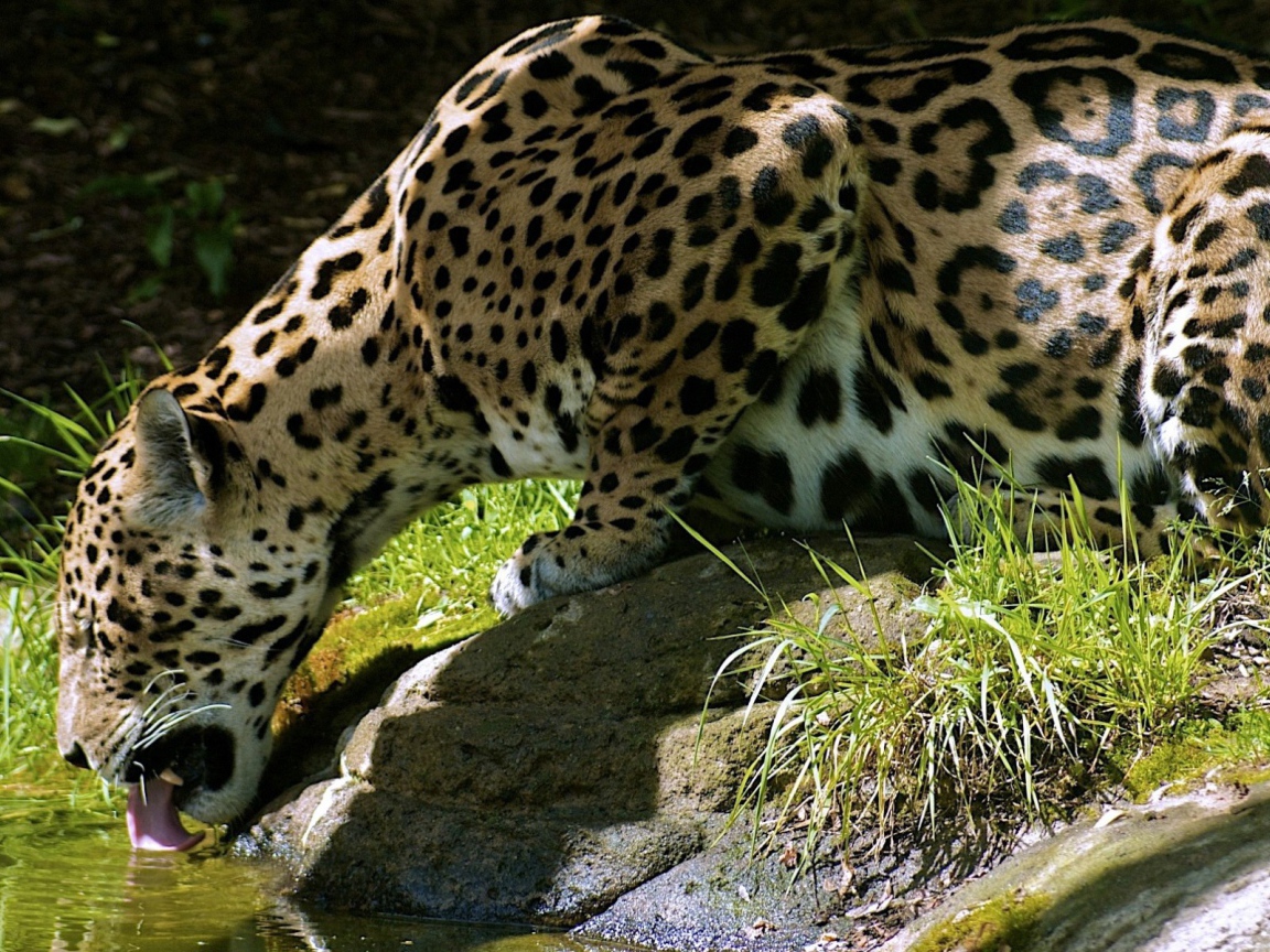 Леопард пьет воду с камня