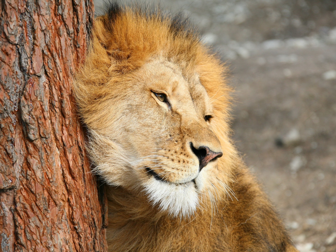 Лев трется о дерево