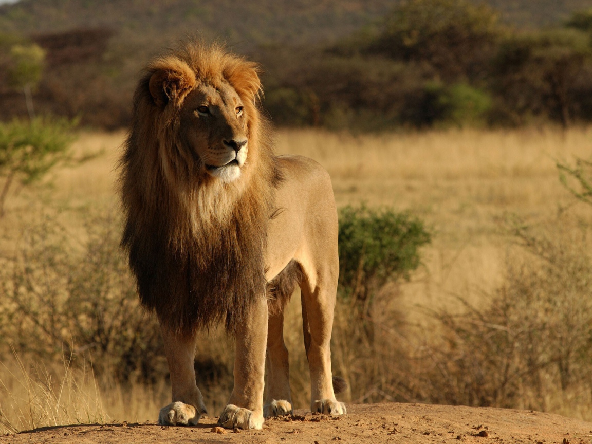 Лев царь зверей