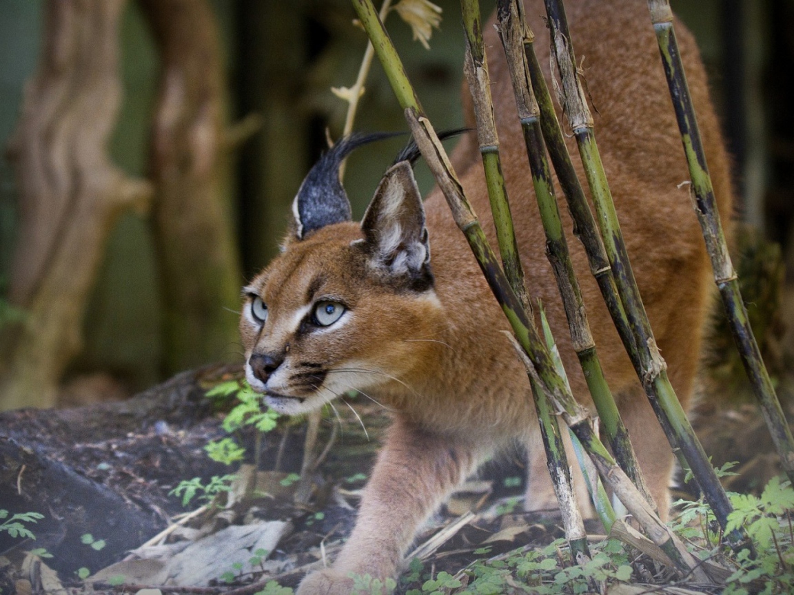 Рысь на охоте