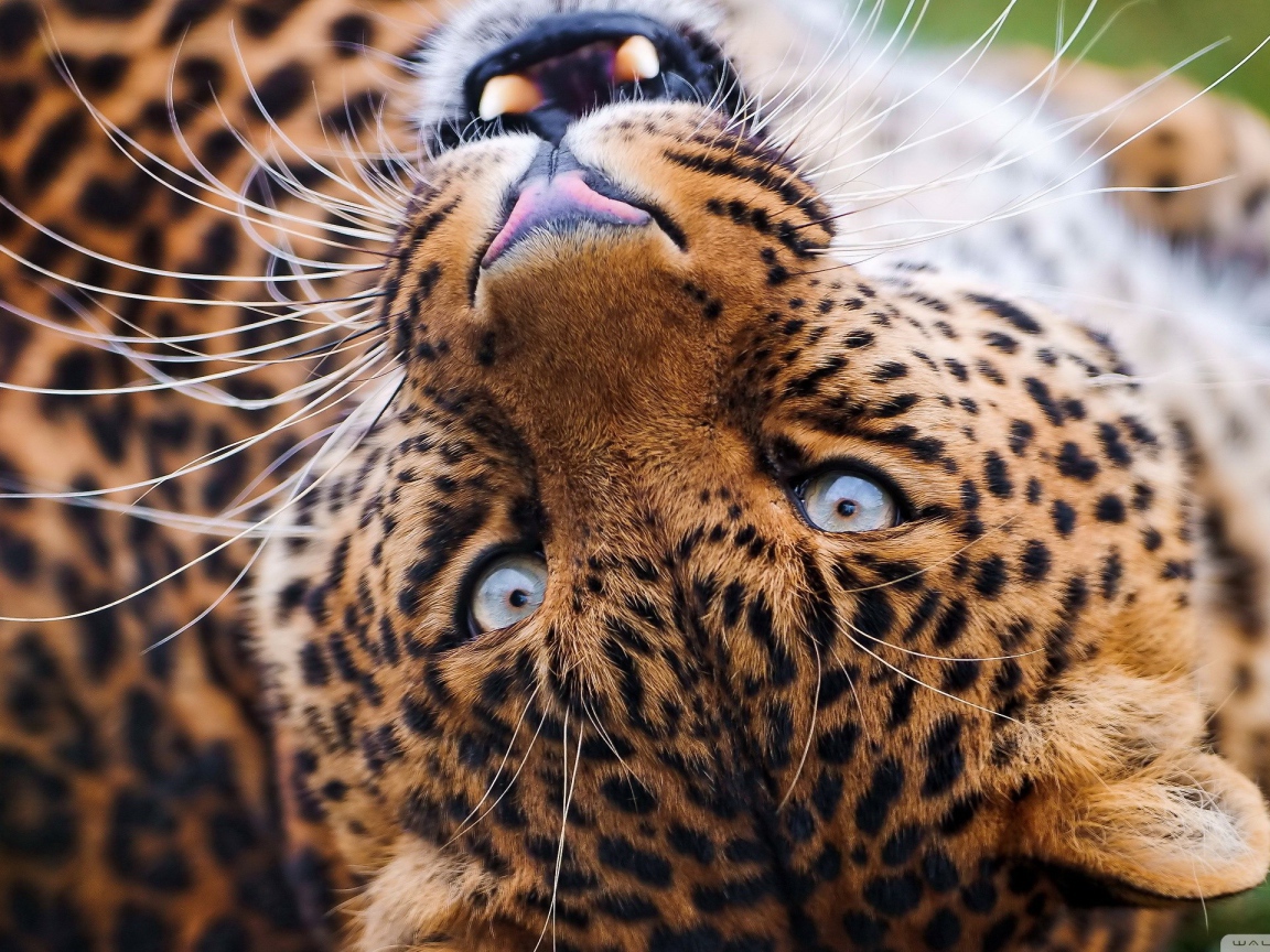 Морда лежачего леопарда