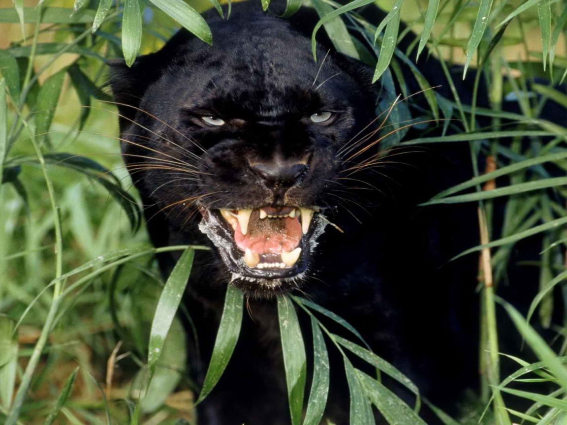 Взгляд черной пантеры