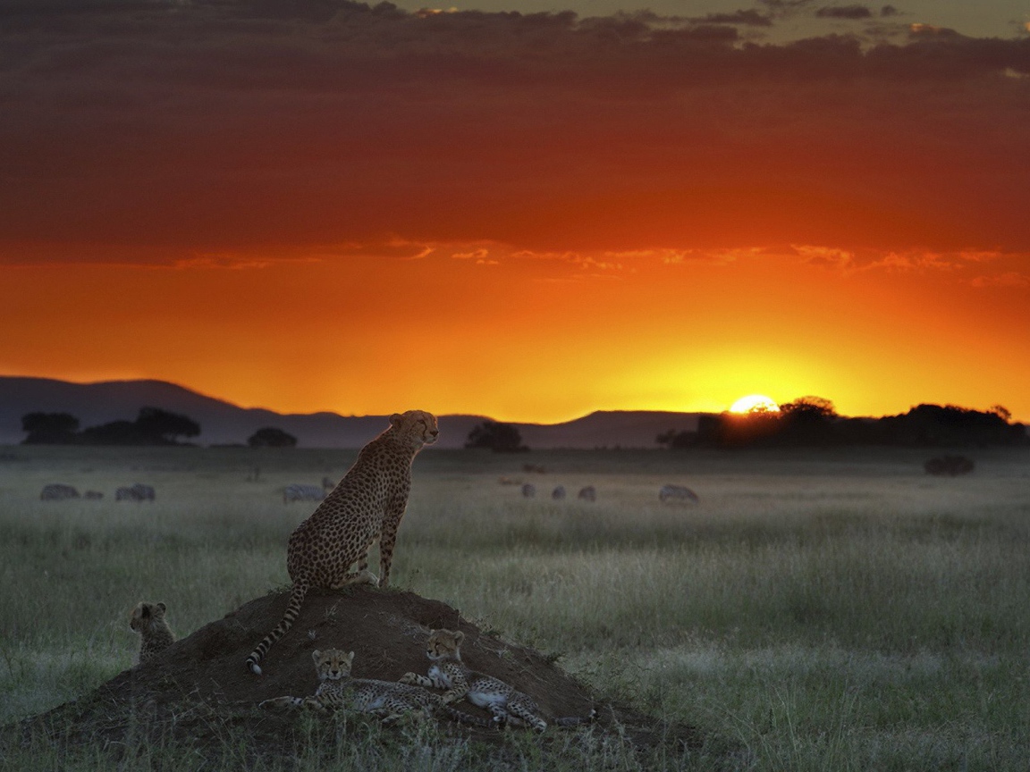 Гепард высматривает добычу