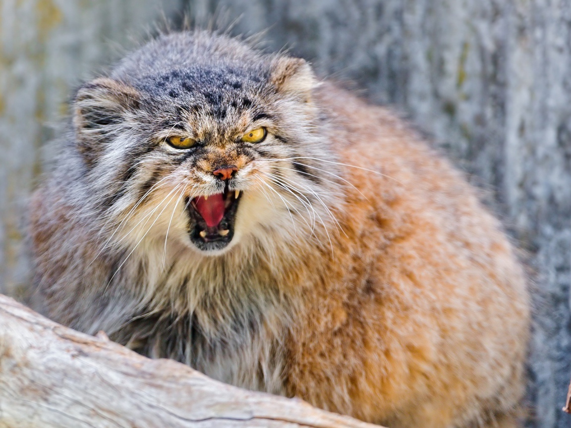Манул в угрожающей позе