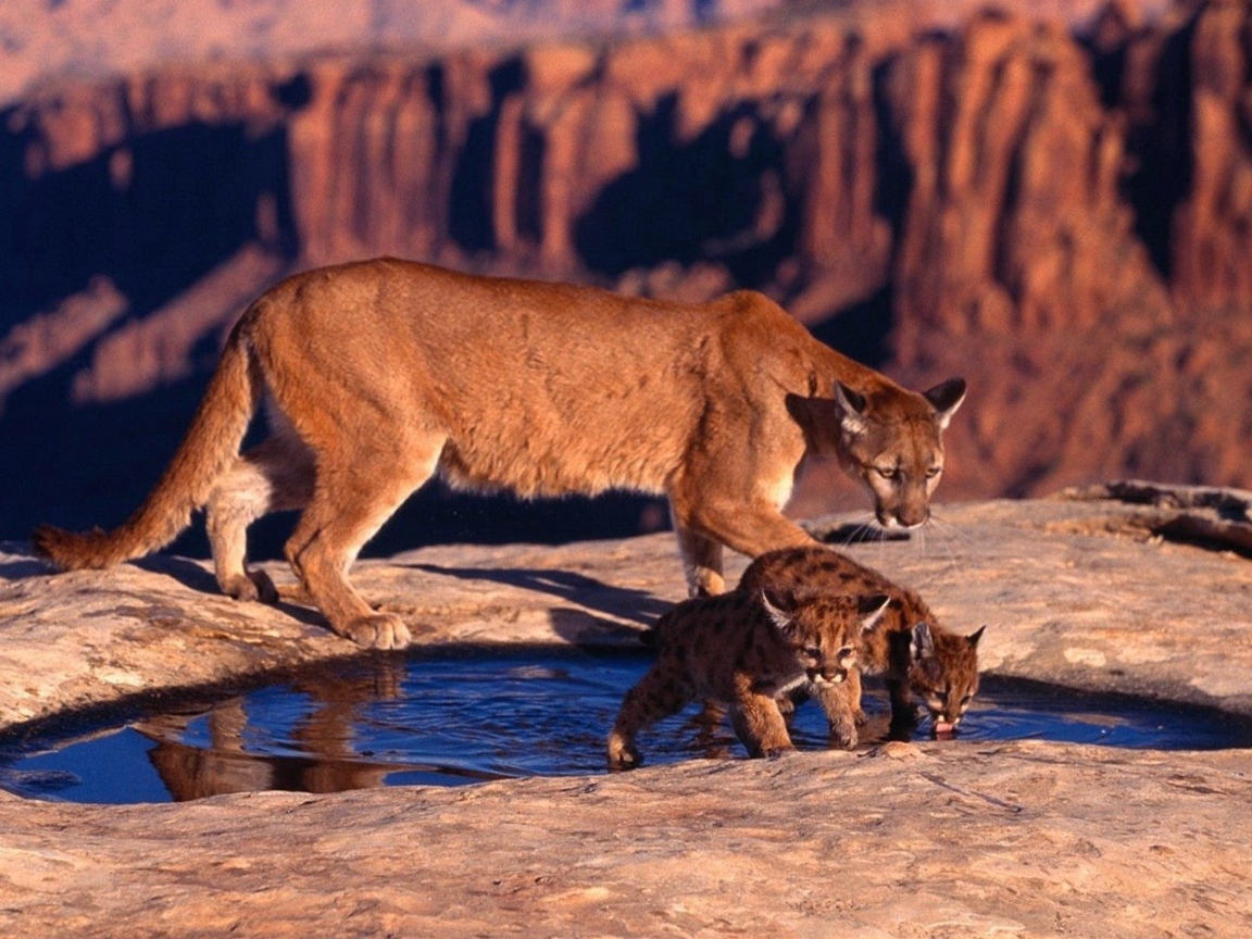 Пума с котятами