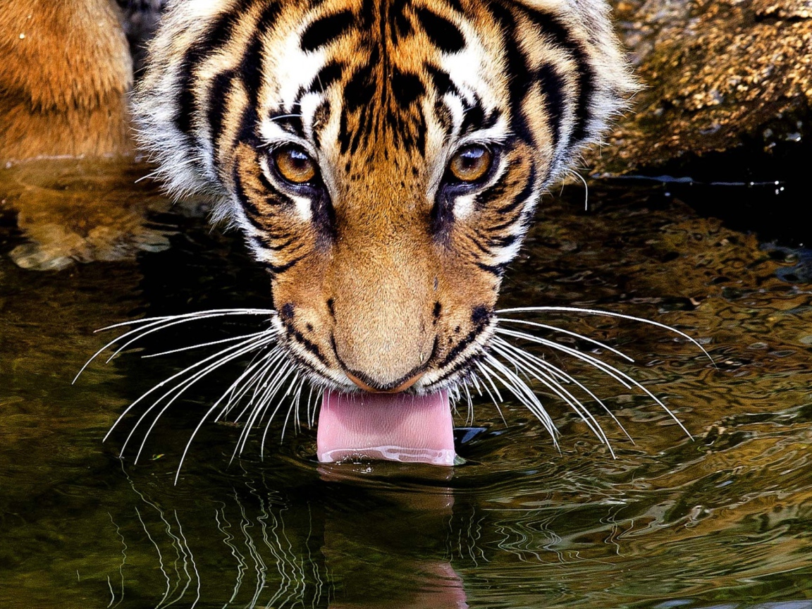 Тигр пьет воду