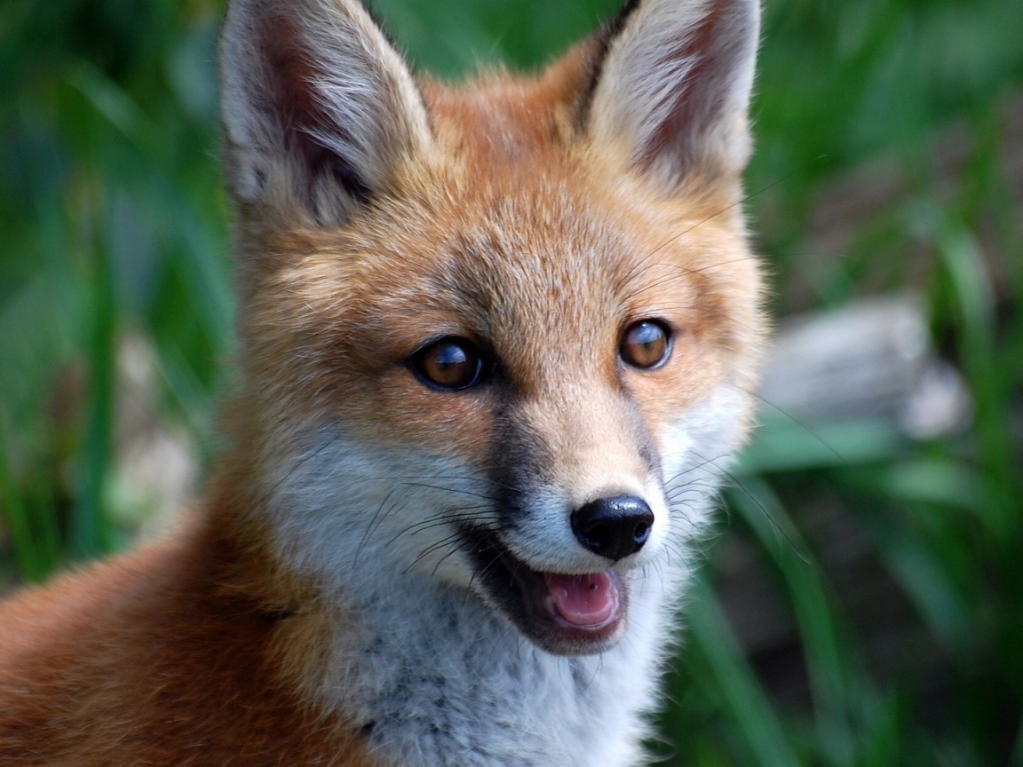 A smiling fox