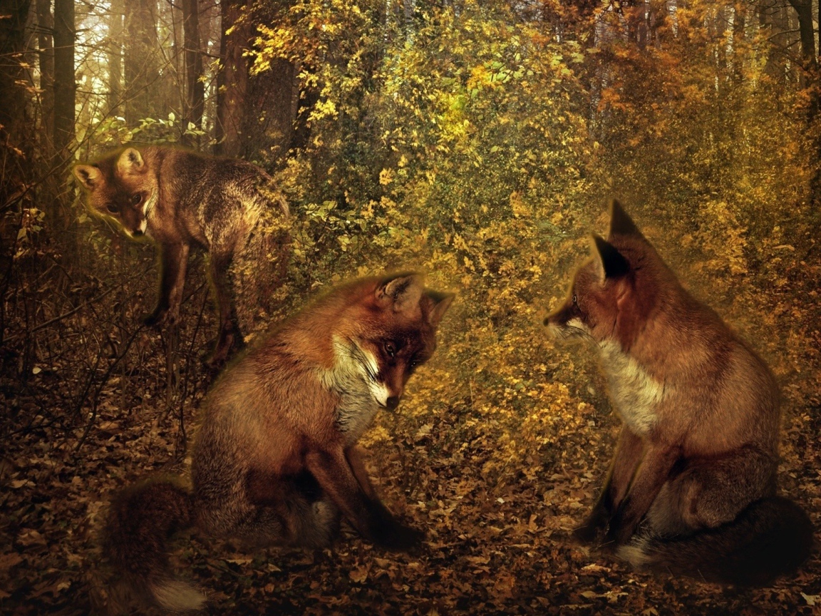 Третий лишний у лисиц