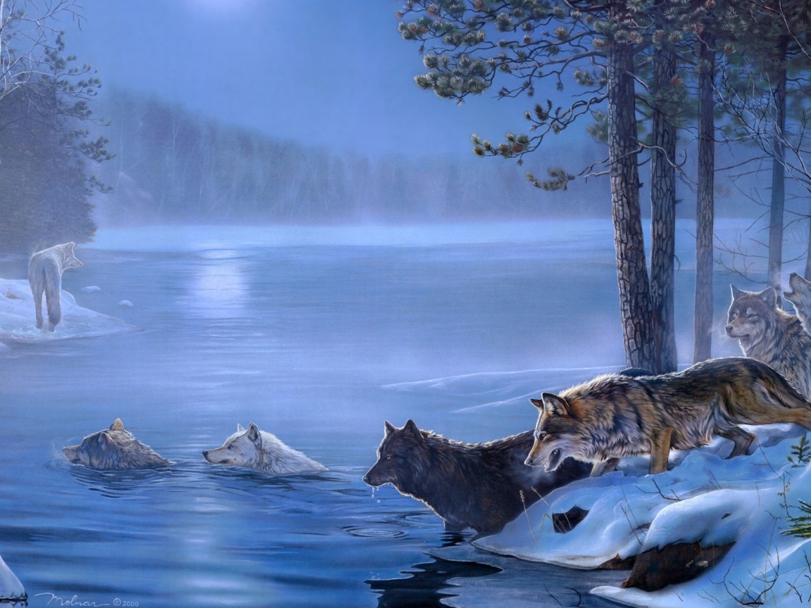 Волки переплывают реку