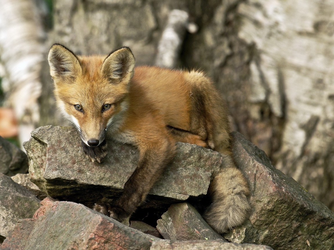 Лиса лежит на камне