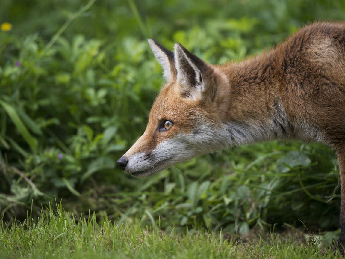Рыжий лисенок